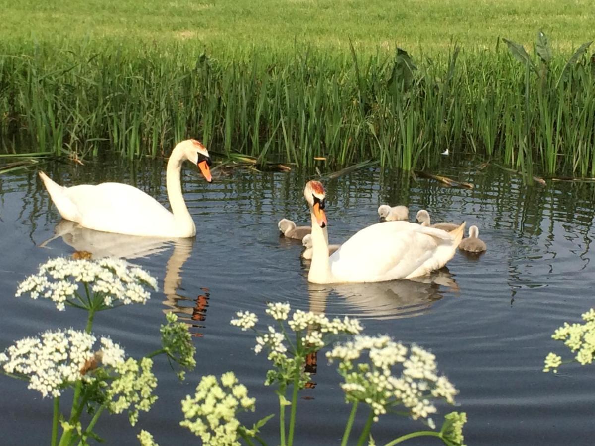 Friesland-Cottage Molkwerum 外观 照片